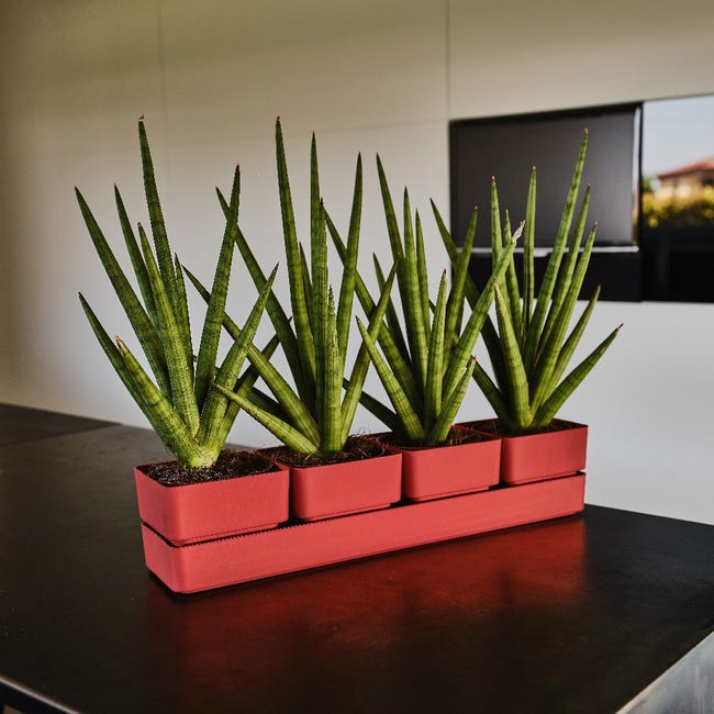 Vasi per Piante Succulente in Plastica Ottagonali da 4 Pollici, Piccoli Vasi per Fiori con Fori di Drenaggio e Sottovasi, Contenitori per Piante, Decorazione da Giardino Vasi per Piante Succulente in Plastica Ottagonali da 4 Pollici, Piccoli Vasi per Fiori con Fori di Drenaggio e Sottovasi, Contenitori per Piante, Decorazione da Giardino