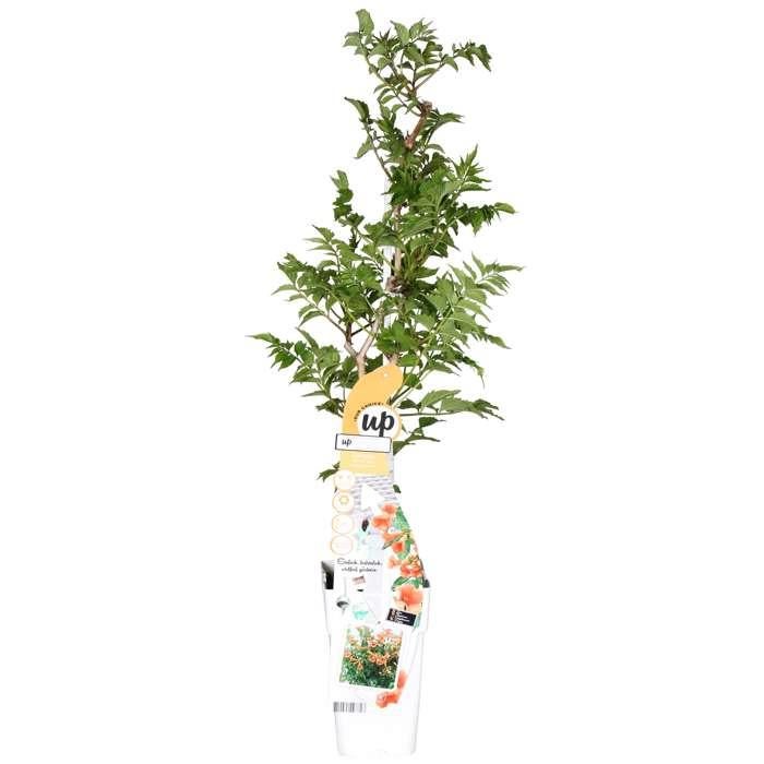 Campsis Indian Summer - Pnącze Kwitnące Kwiat Trąbki Pomarańczowe - Doniczka Ø15cm Wysokość 65cm