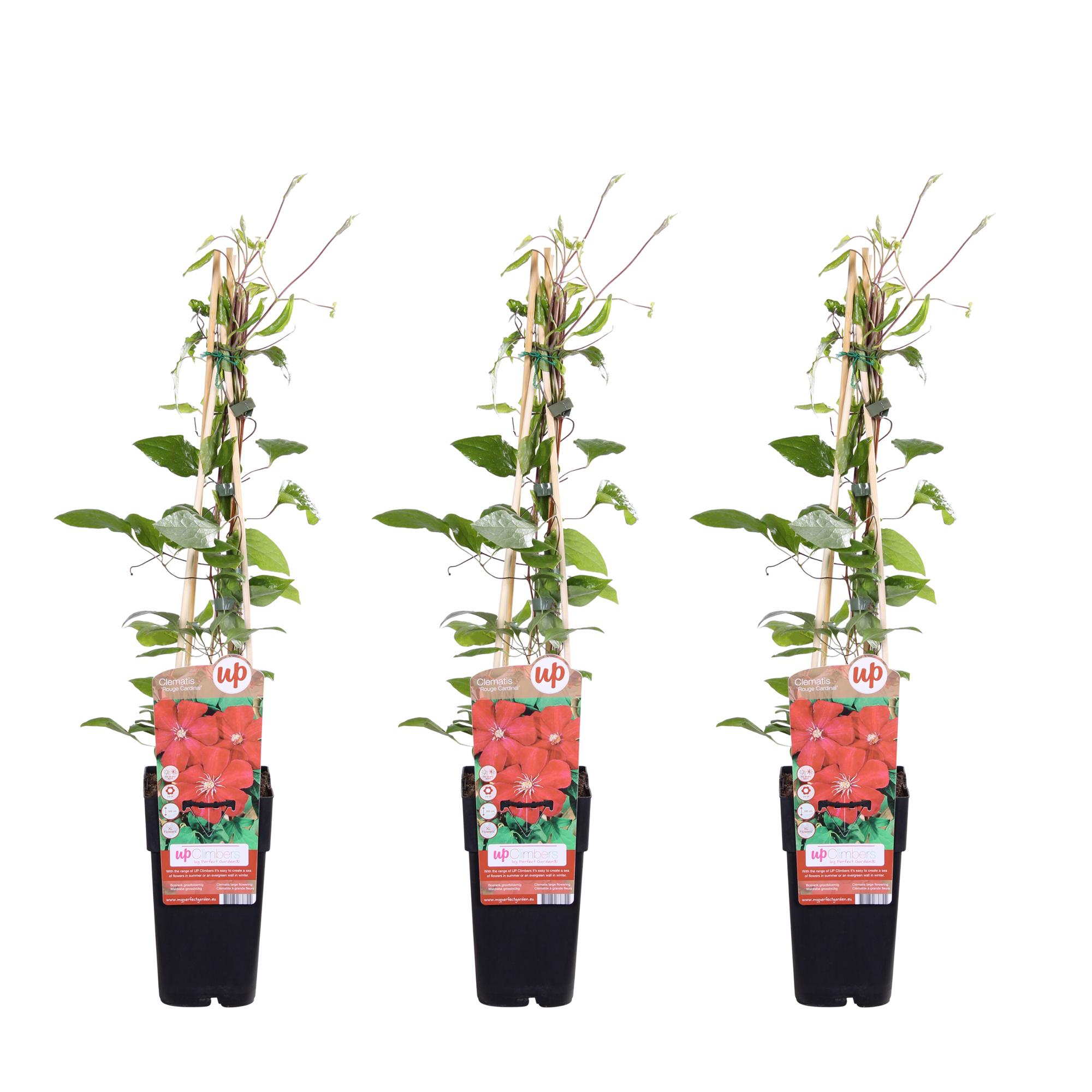 Clematis Rouge Cardinal - Pnącze o dużych czerwonych kwiatach - 65 cm - Doniczka 15 cm