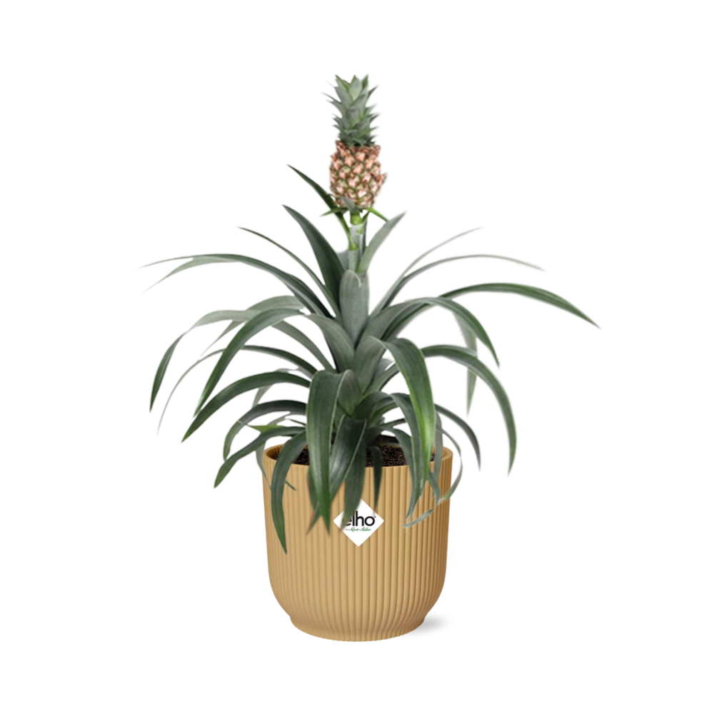 Ananas Mi Amigo 25-30cm w doniczce ELHO Vibes Fold 14cm żółtej