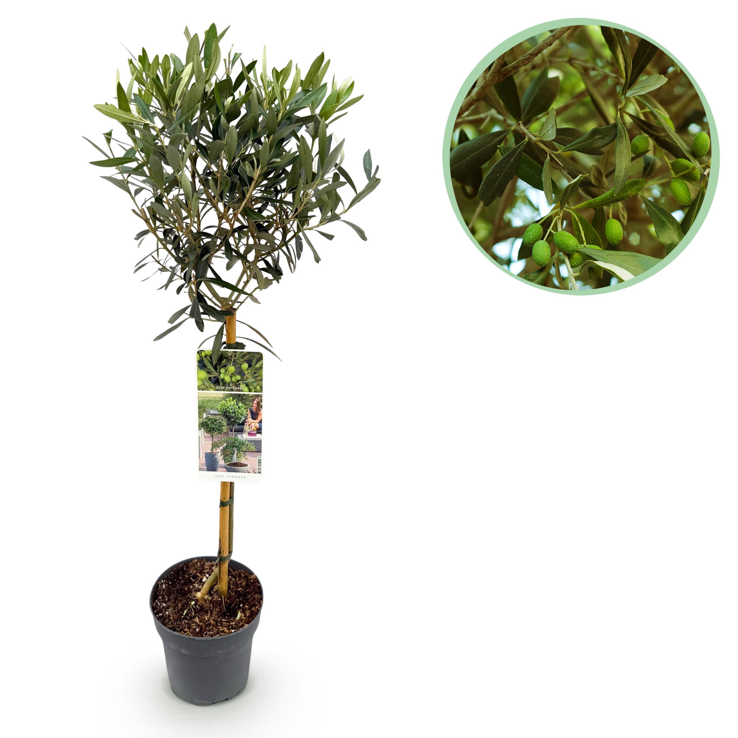 Green boutiQ – Roślina na pniu – Olea Europaea – Roślina tarasowa – Zimozielona – Liście zielone oliwkowe – Doniczka 19 cm wys90 cm