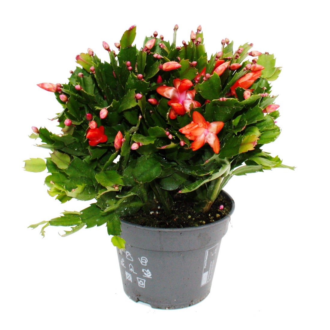 white fusion calathea care Calathea White Fusion – Horti