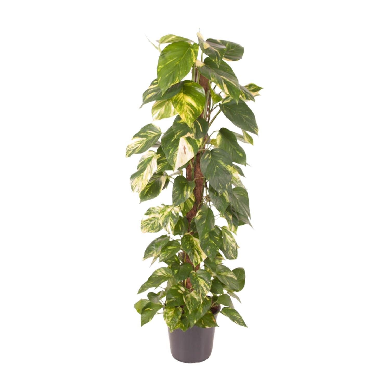 Epipremnum Pinnatum roślina doniczkowa Ø24cm wysokość 120cm Golden Pothos liana dekoracyjna łatwa pielęgnacja