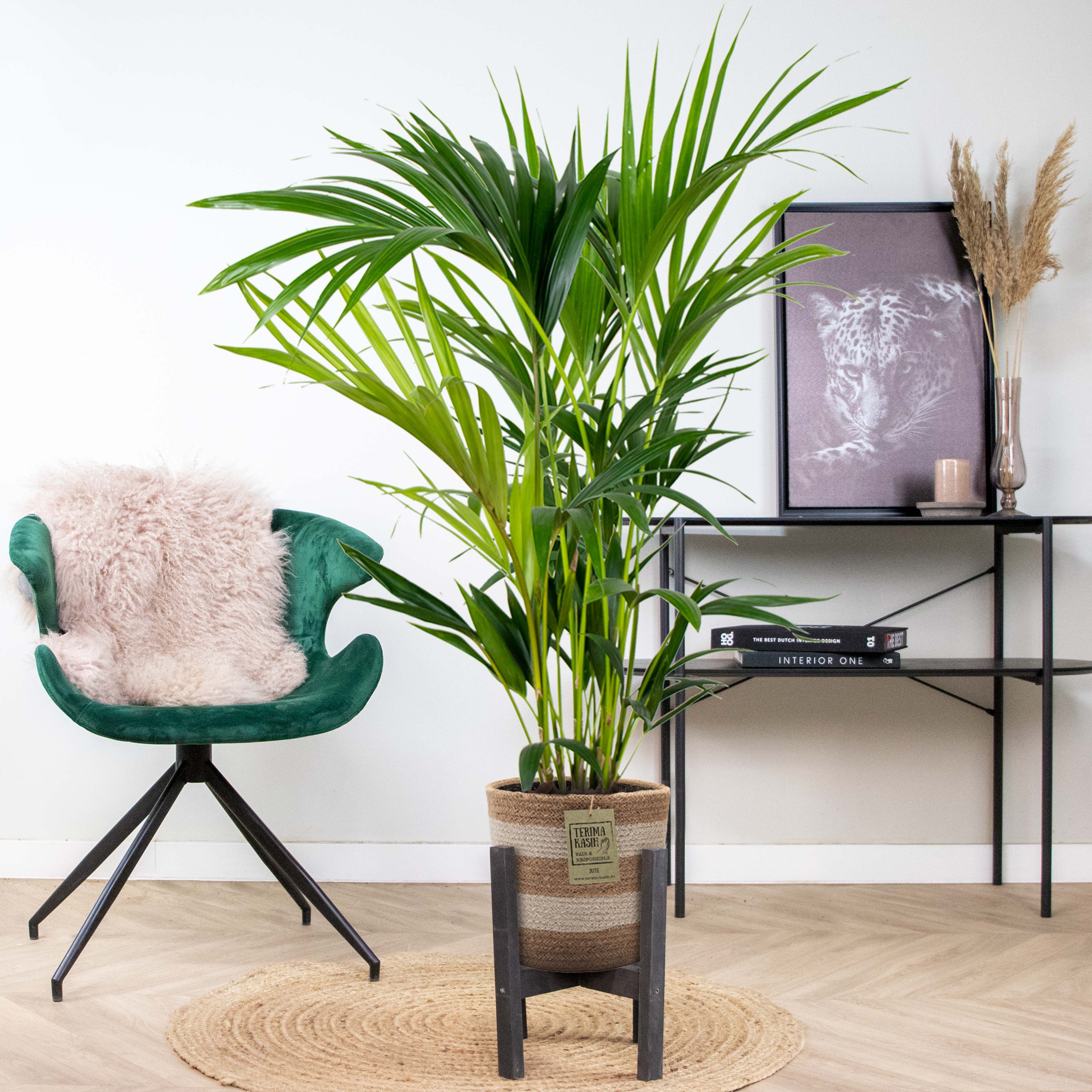 Howea Forsteriana - Palmier Kentia - Plante d’intérieur - Dépolluante - H. 80-100 cm - 4