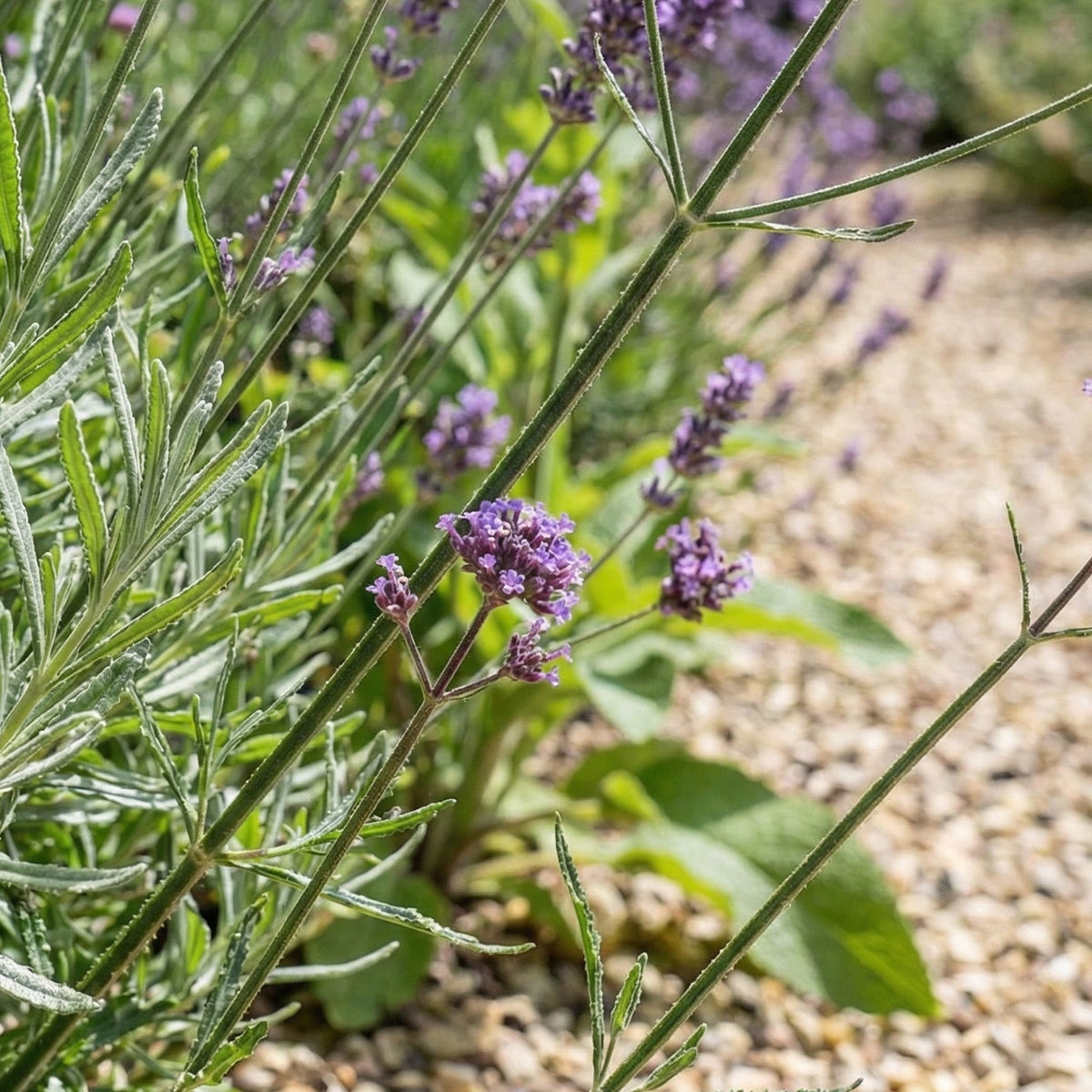 Lot de 6 - Verbena bonariensis - Verveine de Buenos Aires - Rustique - H. 10-20 cm - P. 9 cm - 4