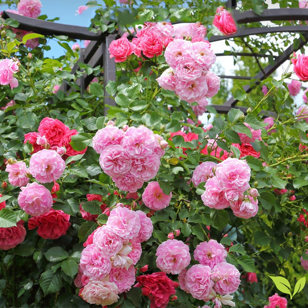 400 graines de roses, rosiers grimpants, graines de roses, floraison toute l'année, belles fleurs,pour la plantation de balcons de cour et de jardins - 6