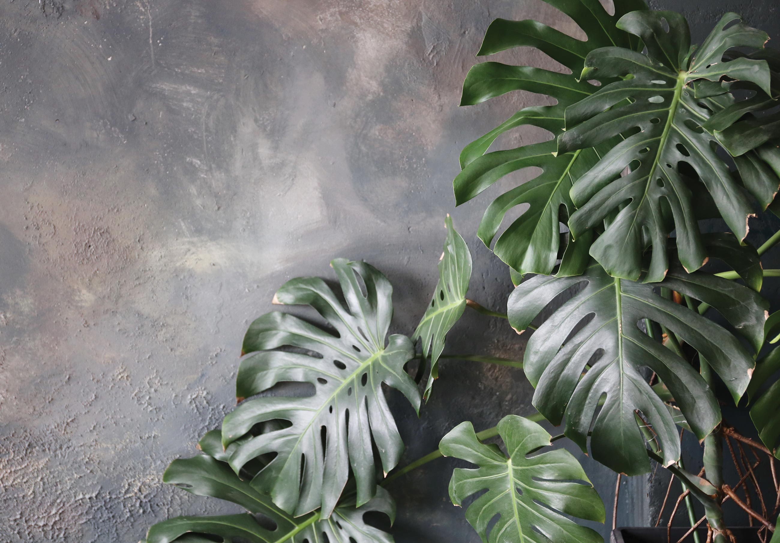 Papel pintado fotografia hojas de hormigón verde tropical 416x254 cm - incluye cola - moderno salon dormitorio papel no tejido