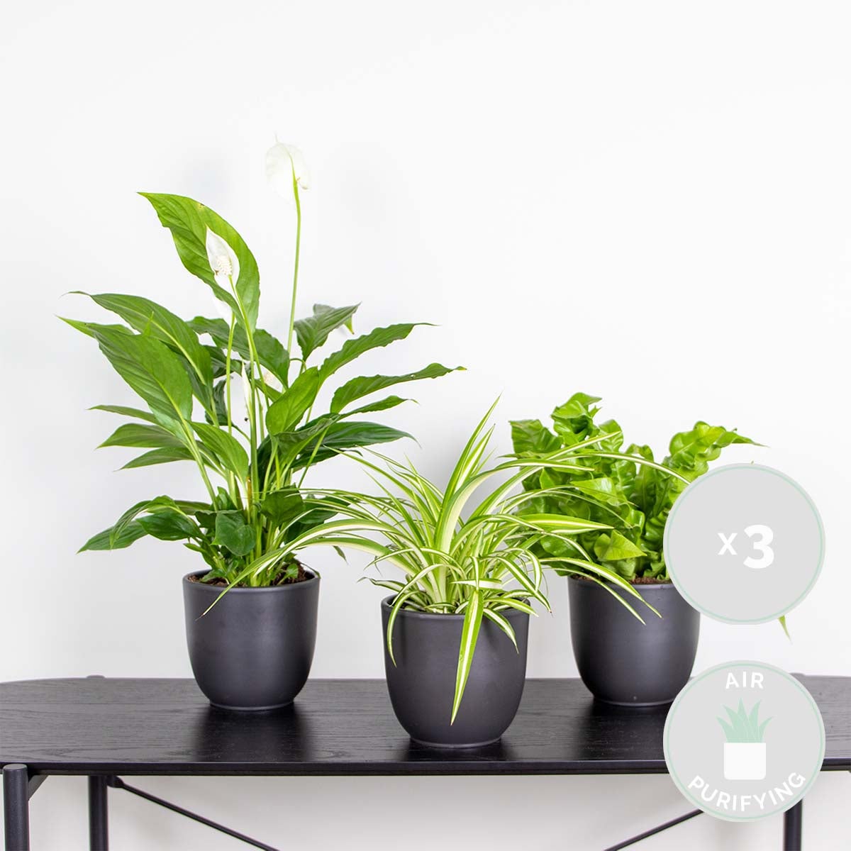 Lot de 3 - Mélange pour la salle de bain - Spathiphyllum, Asplenium, Chlorophytum - Dépolluantes - 2