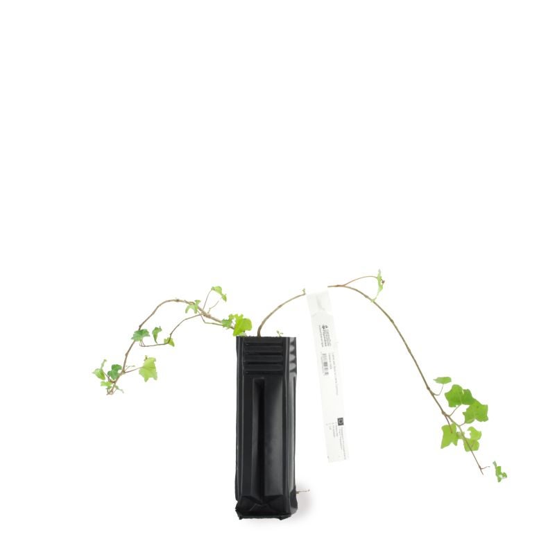 Lierre des Bois ou Lierre Commun (Hedera Helix) - Godet - Taille 13/25cm - Pépinières Naudet - 2