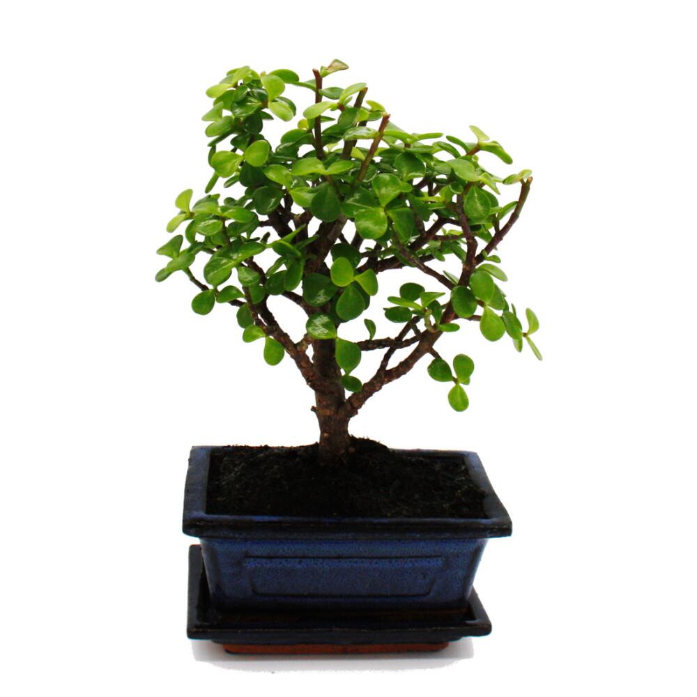 Bonsaï - Portulacaria afra - Arbre de jade - Arbre à éléphant d'Afrique - environ 4-5 ans - forme sphérique - 2