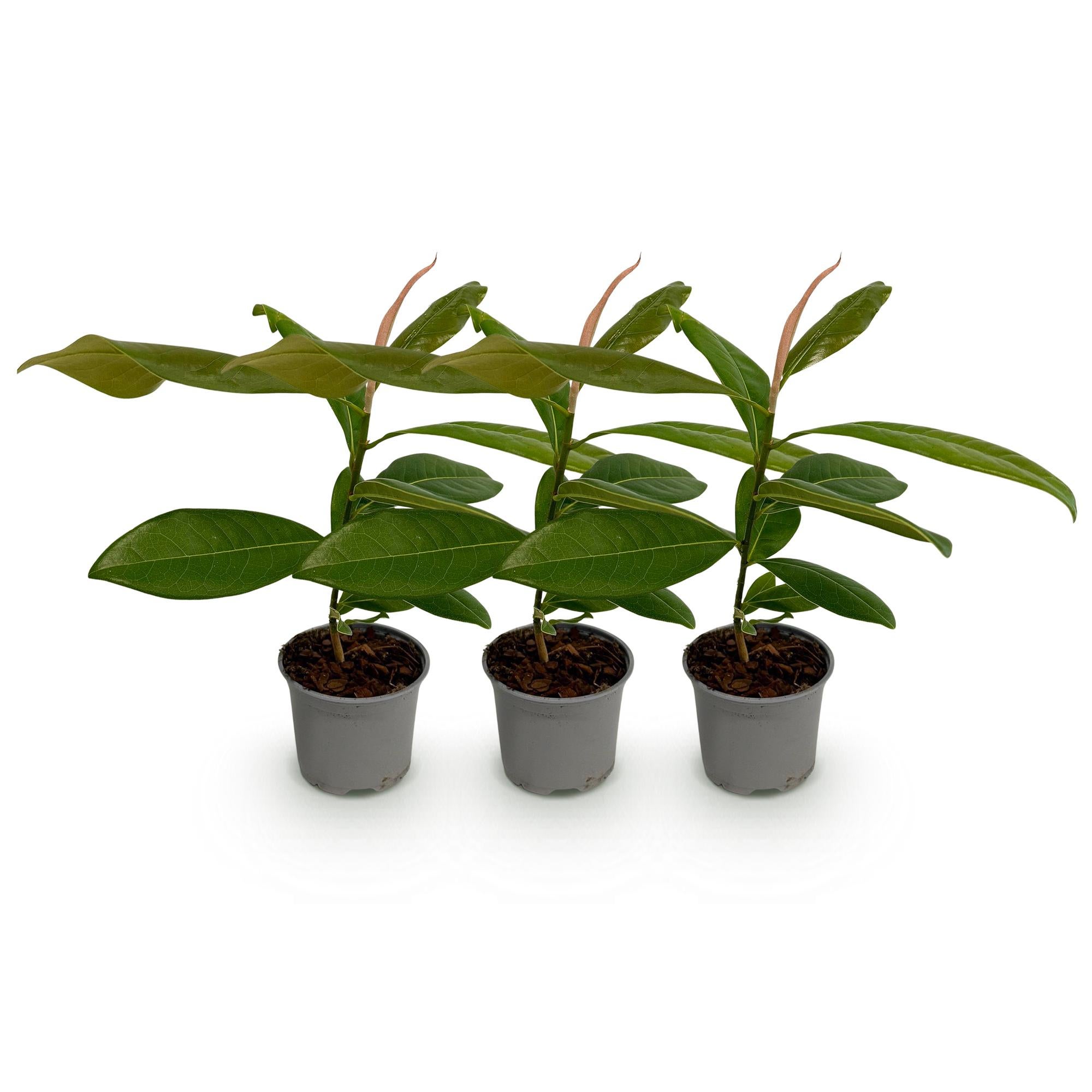 Décoration Bureau Maison Magnolia Artificiel Blanc 40cm - Plante Décorative Sans Entretien Avec Pot Plante Décorative Blanche
