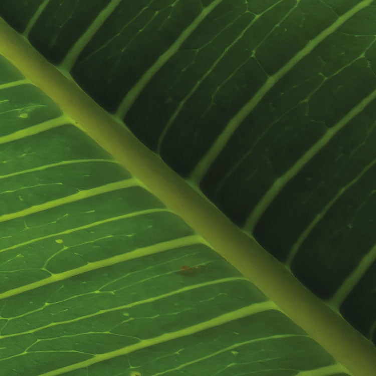 Fotomurale in tessuto non tessuto di Komar - Stefan Hefele Cast Away Jungle - Dimensione: 450 x 280 cm - 5