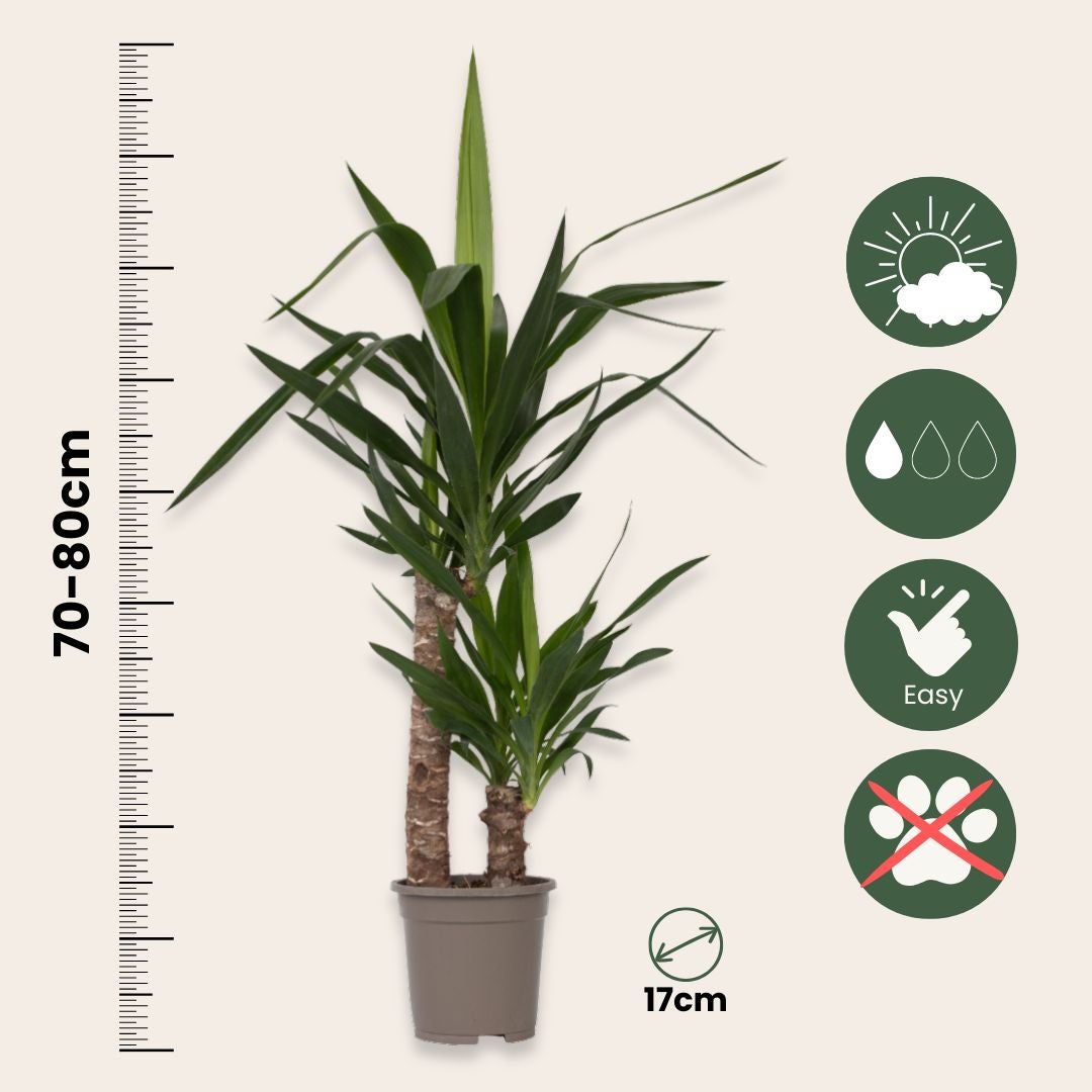 Pied d'éléphant - Yucca elephantipes - Hauteur 70-80cm - ⌀17cm - 2