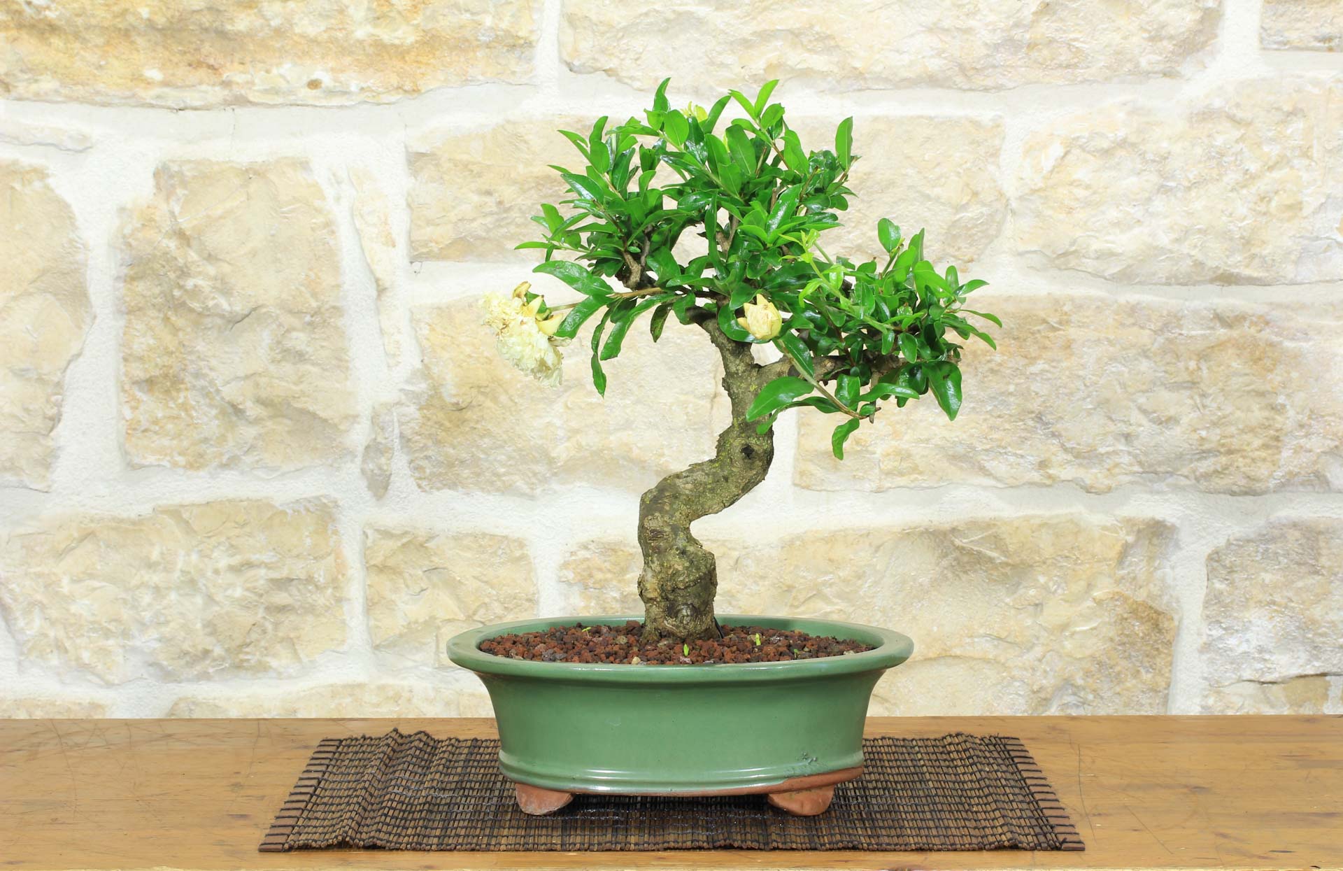 Bonsai di Melograno da fiore bianco (146) | Leroy Merlin