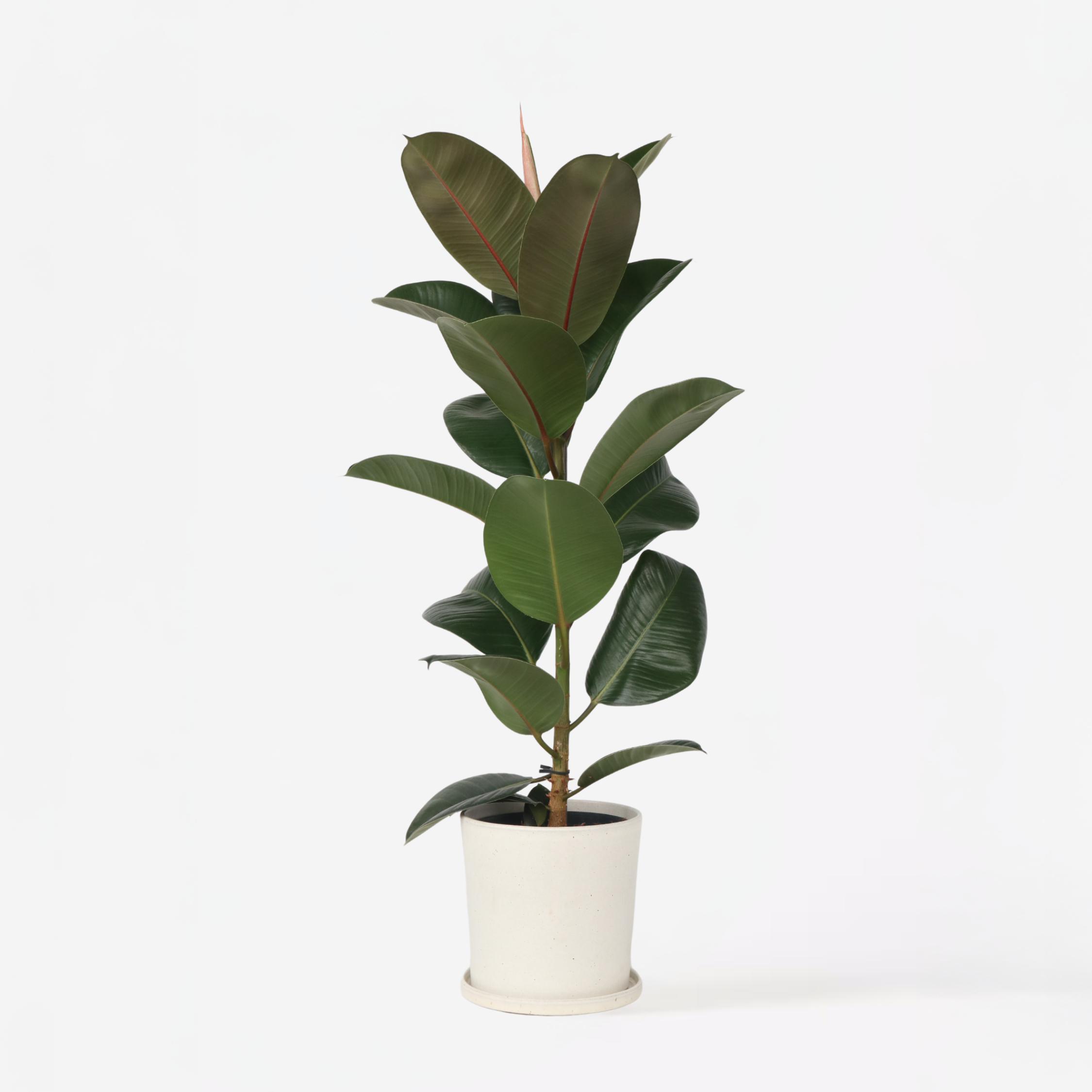 Caoutchouc - Ficus Elastica 'Robusta' - Hauteur 75-100cm - ⌀24cm - 6