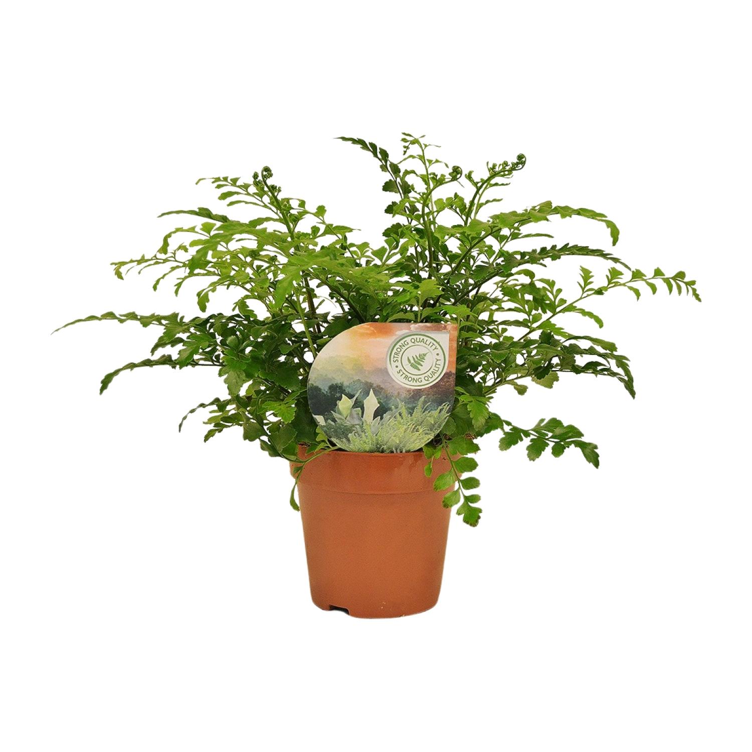 Asplenium Parvati - Ø12cm - Wysokość 35cm