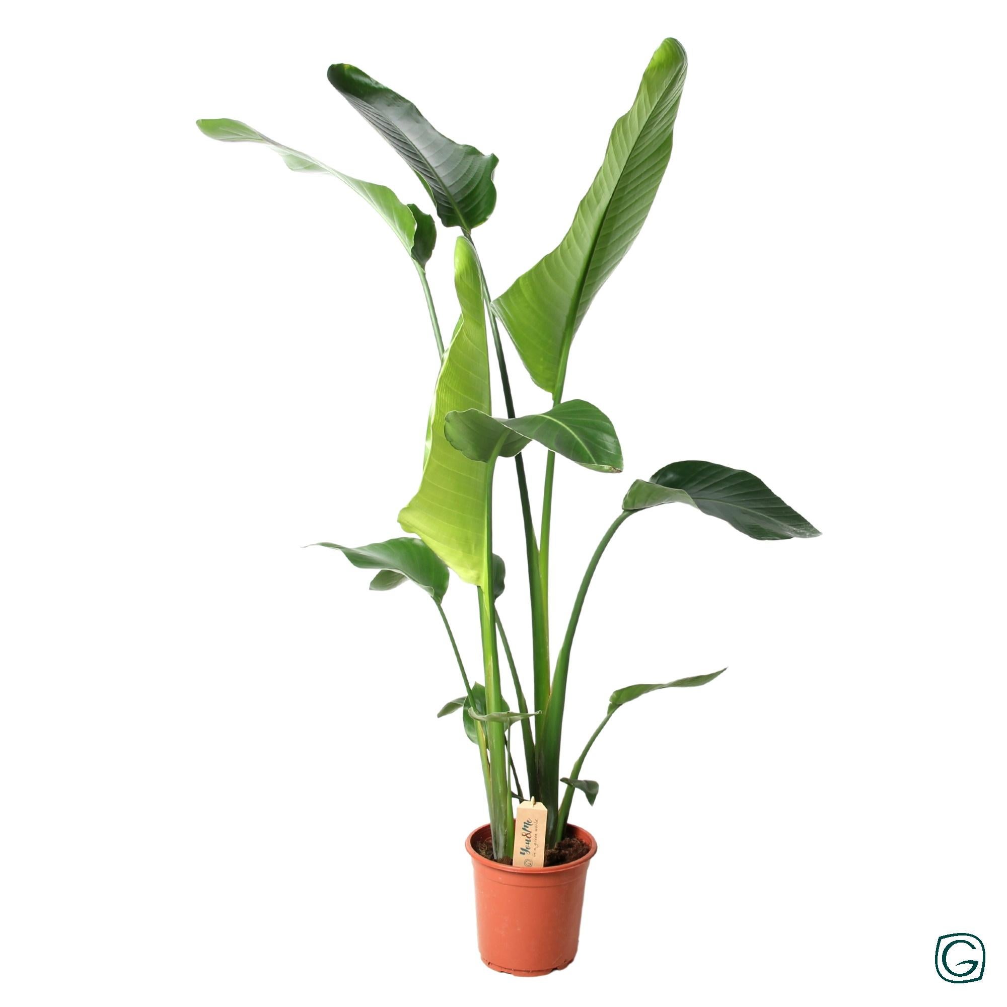 Strelitzia Nicolai roślina doniczkowa rajski ptak - Doniczka Ø21cm - Wysokość 100cm