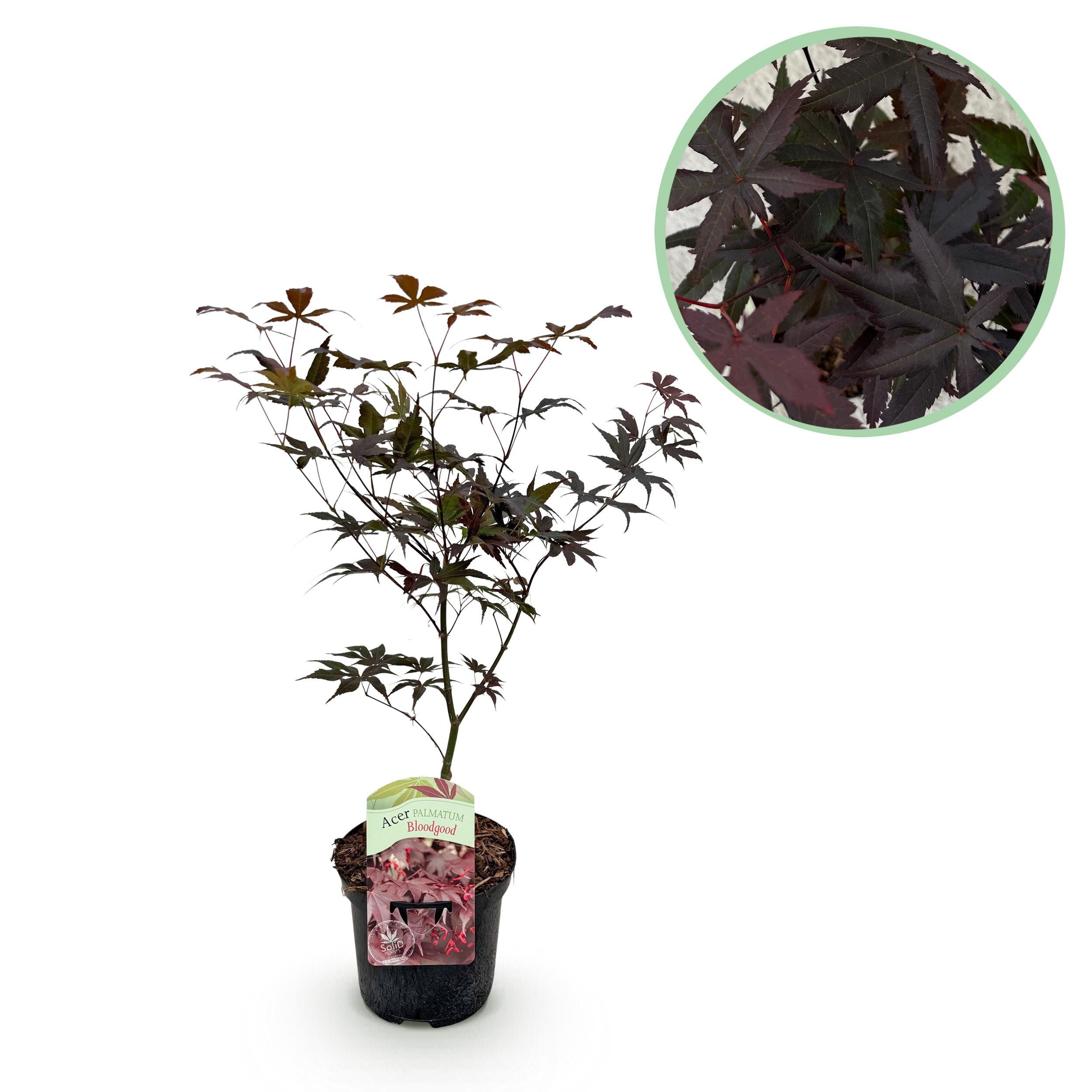 Acer palmatum Bloodgood – Klon japoński czerwony – Roślina ogrodowa – Doniczka 19 cm – Wysokość 70 cm