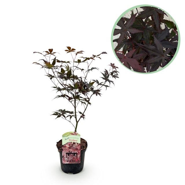 Acer palmatum Bloodgood – Acero giapponese rosso – Pianta da esterno – Vaso 19 cm – Altezza 70 cm