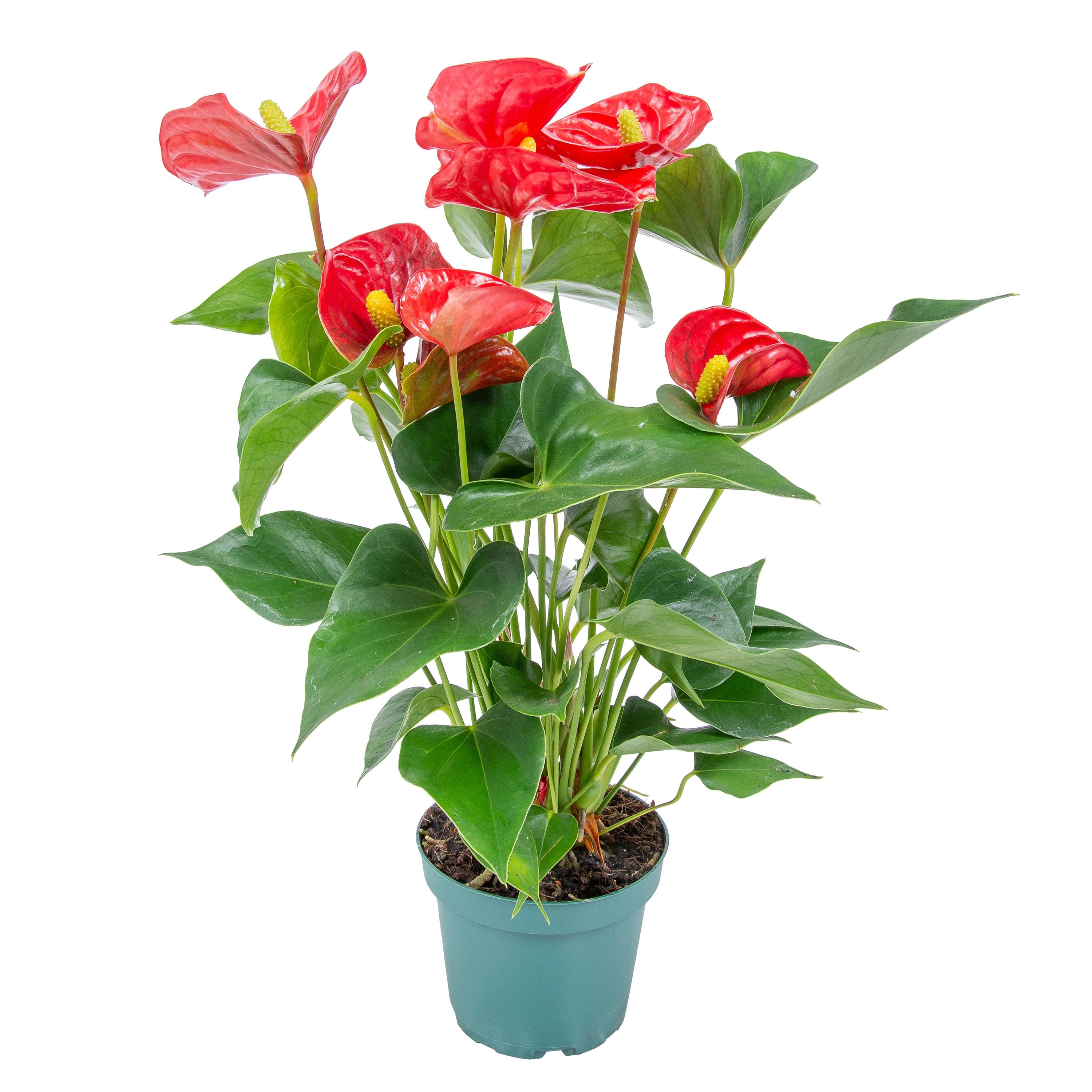 Anthurium Plante Flamant Rose Rouge Plante D int rieur 30 40 Cm anthurium-plante-flamant-rose-rouge-plante-d-int-rieur-30-40-cm