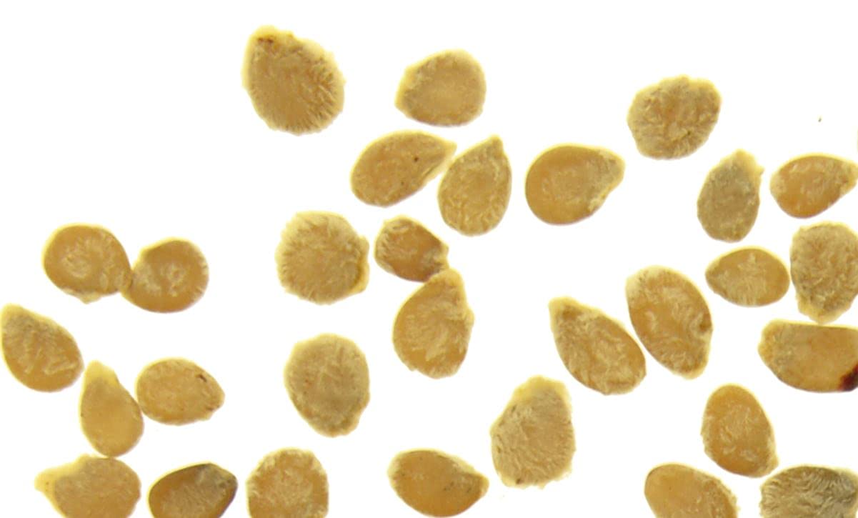 Semi Di Pomodoro Semillas Batlle - Per Orto E Giardino - Foto 2