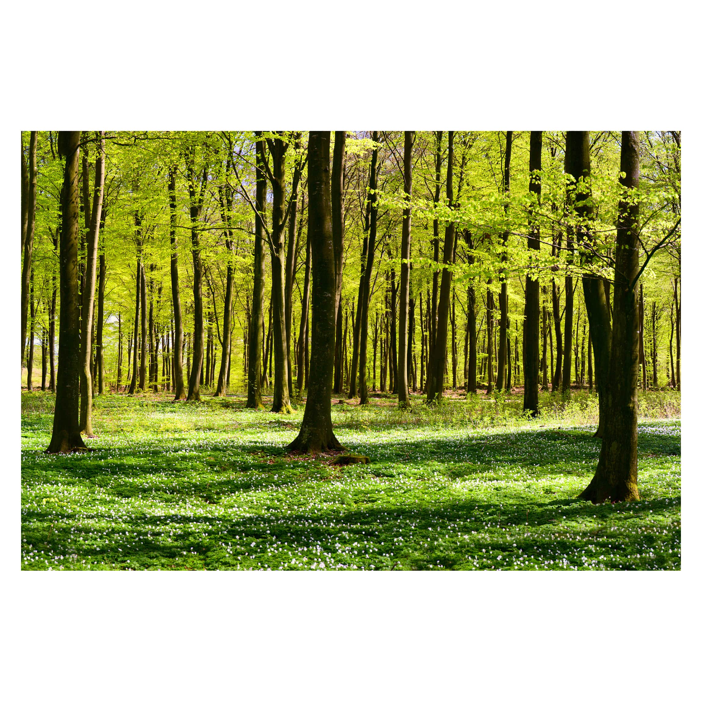 Papel pintado fotomural bosque naturaleza 127 - salón dormitorio cocina pasillo - tnt 336 x 225 cm smart