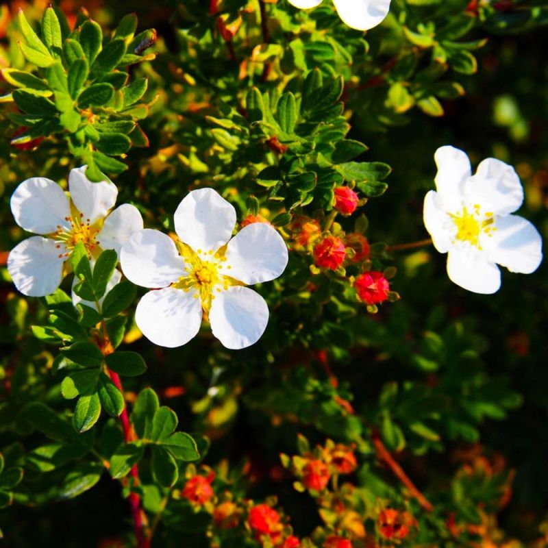 Potentille arbustive 'Abbotswood' (Potentilla fruticosa 'Abbotswood ...