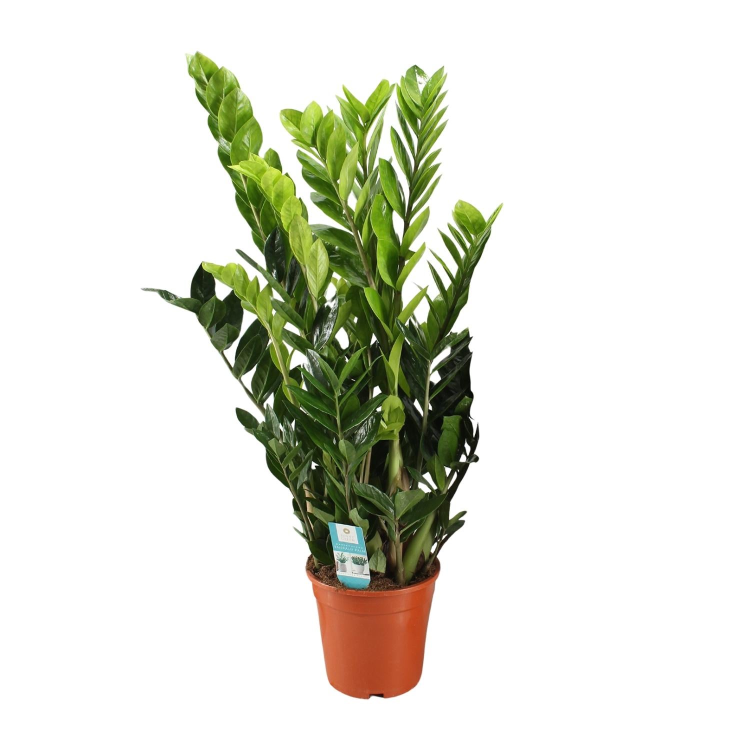 Zamioculcas Zamiifolia - Roślina doniczkowa ZZ - Doniczka Ø21cm - Wysokość 95cm