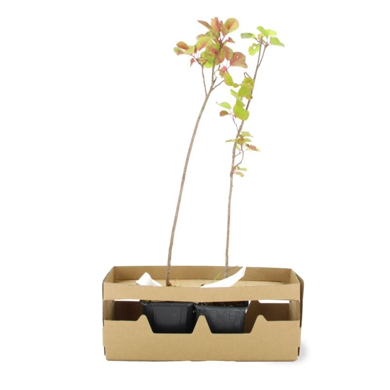 Arbre à perruques (Cotinus coggygria) - Godet - Taille 20/40cm - Pépinières Naudet - 5