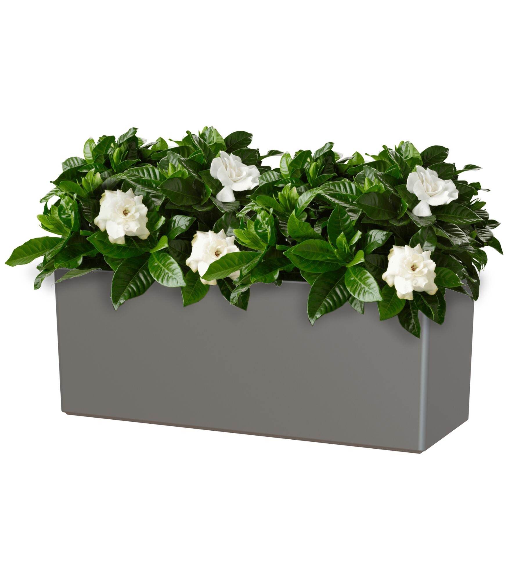 Donica samozasysająca z polipropylenu Rimini szary / srebrny 51x20x20 cm