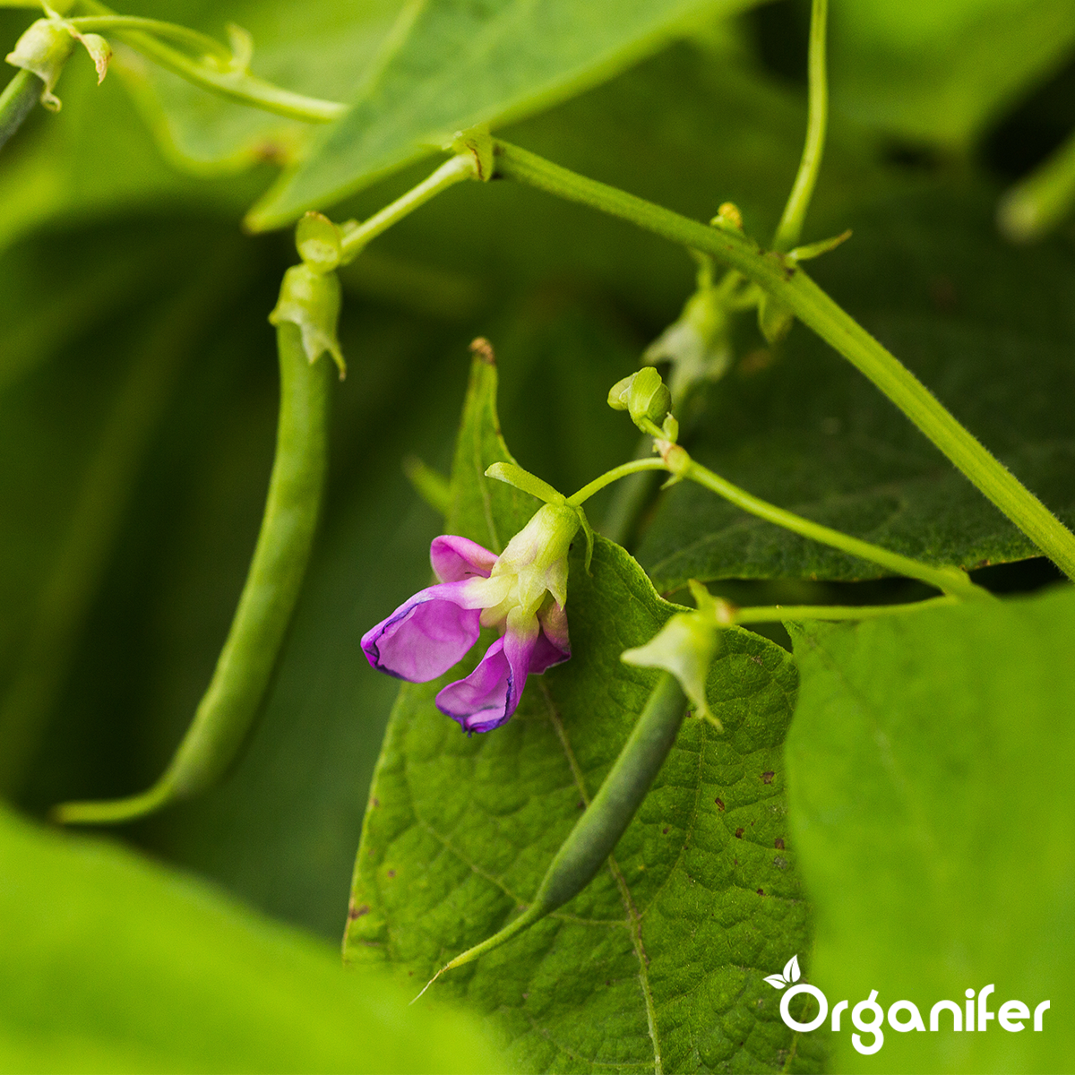 Pack De Semences De Légumes - 25 Variétés Culinaires - Organifer - 5
