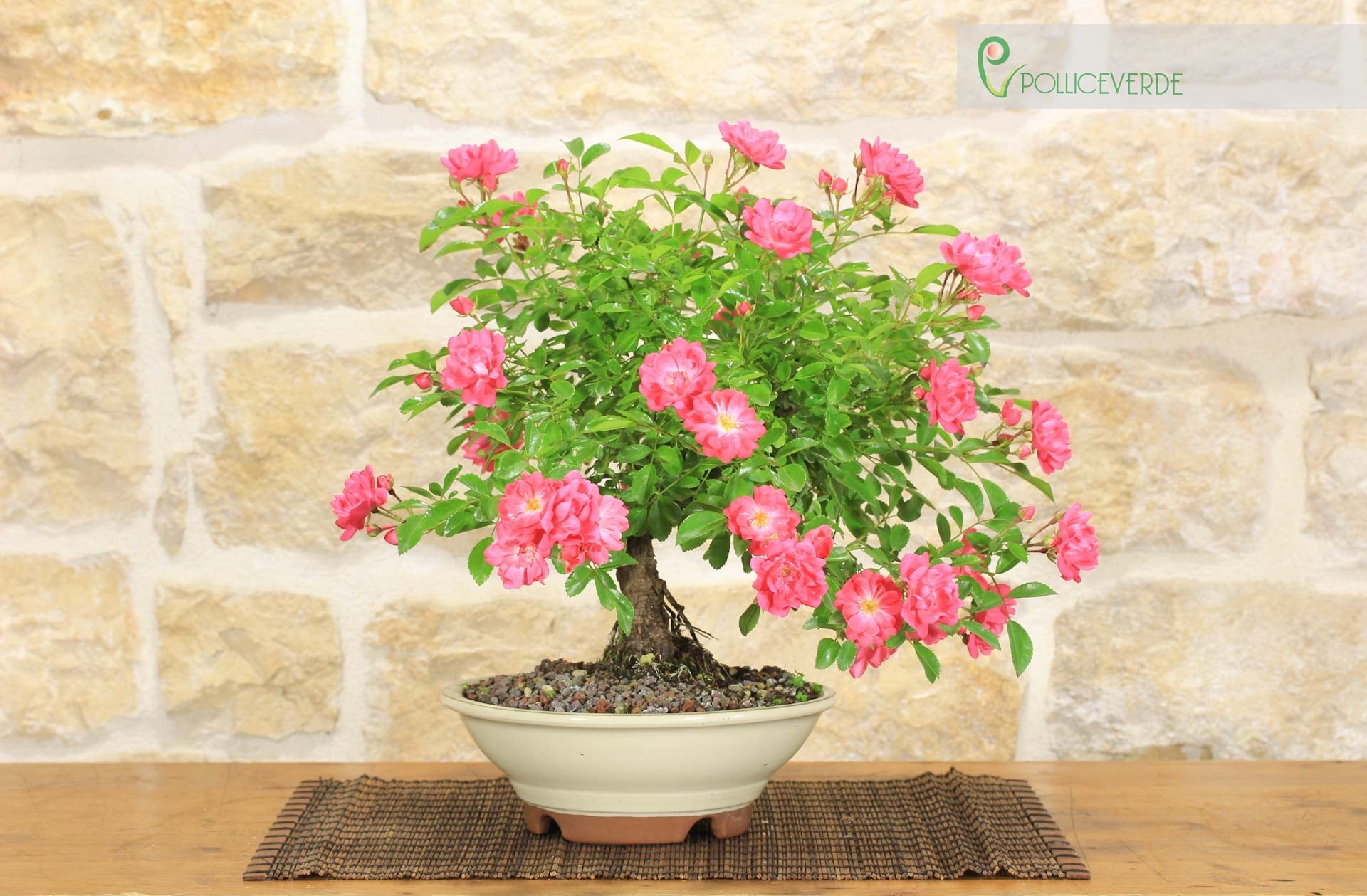 Bonsai di Rosa (48) | Leroy Merlin
