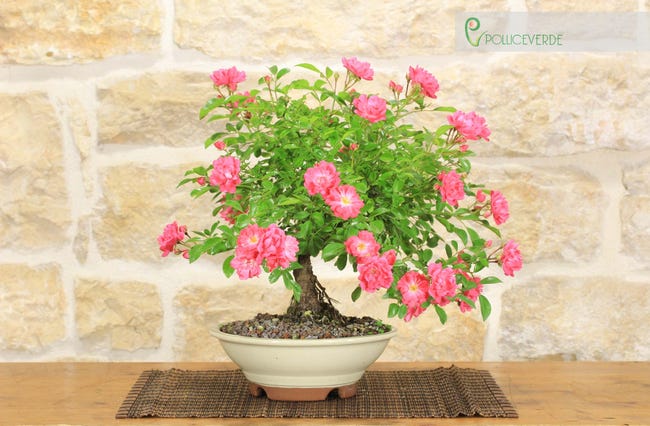 Bonsai di Rosa (48) | Leroy Merlin
