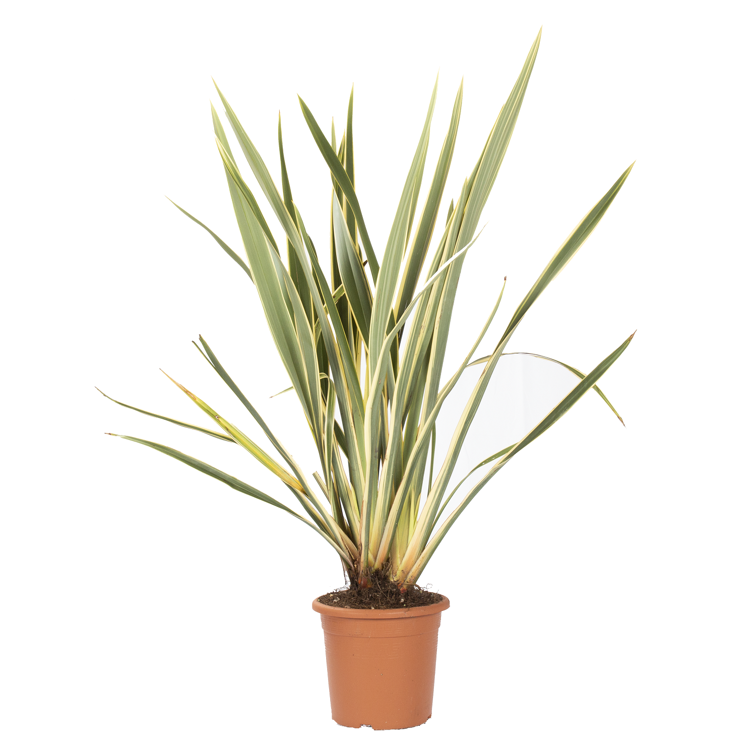 piante da vaso perenni da esterno