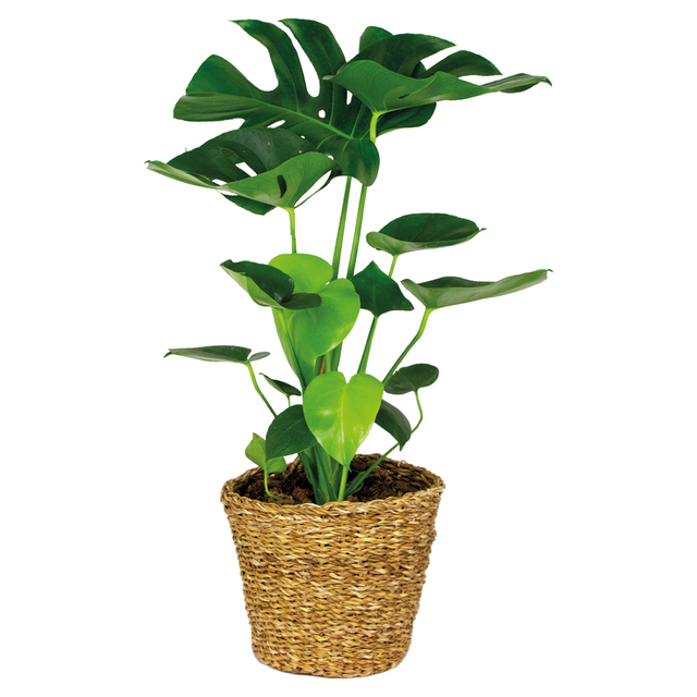Monstera deliciosa - Monstera - Plante d’intérieur - Dépolluante - Facile d’entretien - H. 70-80 cm