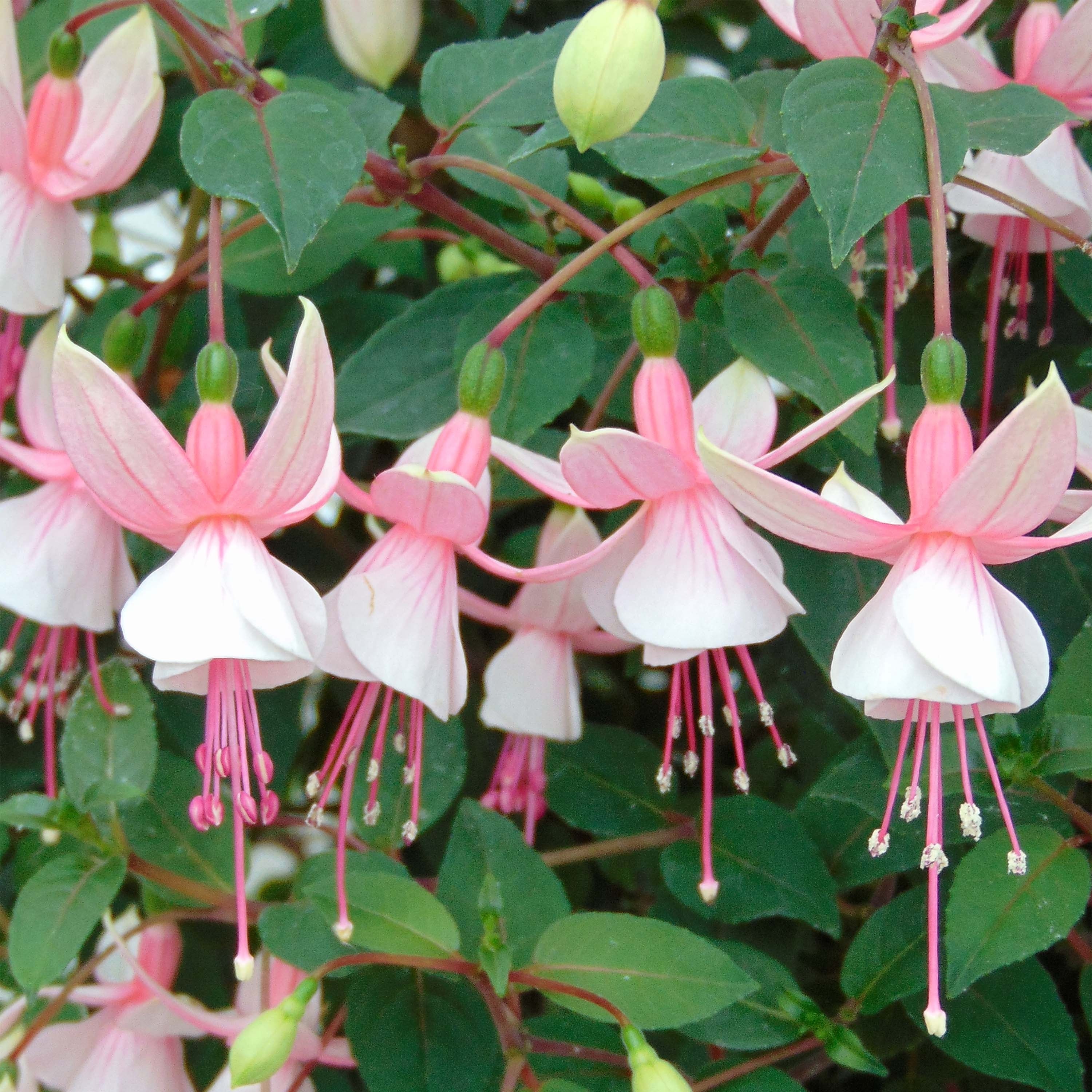 Fuchsia 'Elma-hendricks' Mini-motte Ø 1,5/2,5 cm (par 5) | Leroy Merlin