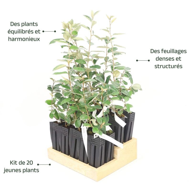 20 Elaeagnus (Elaeagnus ebbingei) - Haie de Chalef - - Pépinières Naudet - 4