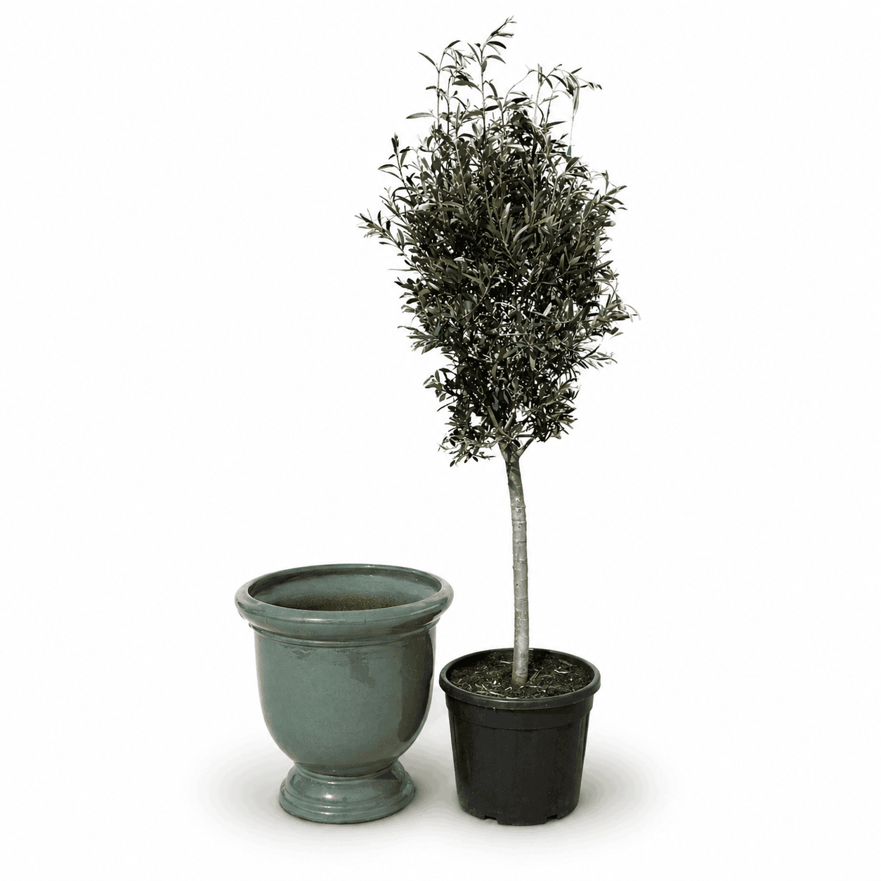 Lot olivier + pot grande taille TITAN 53x55cm jade, fait main en terre cuite émaillée - 2