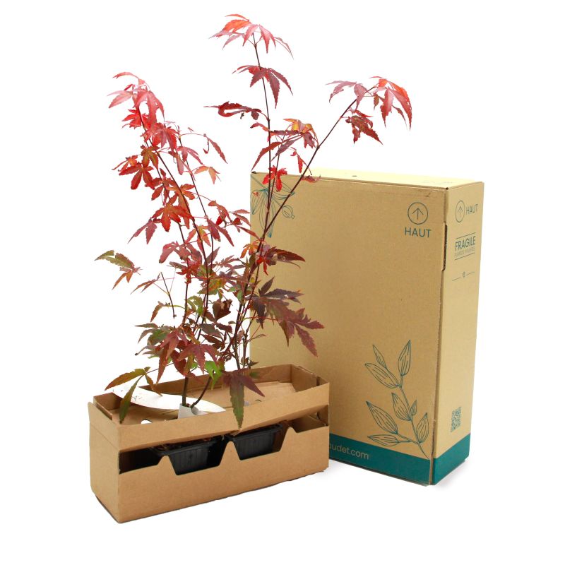 Érable du Japon 'Atropurpureum' (Acer palmatum 'Atropurpureum') - Godet 9cm - Taille 20/40cm - Pépinières Naudet - 5