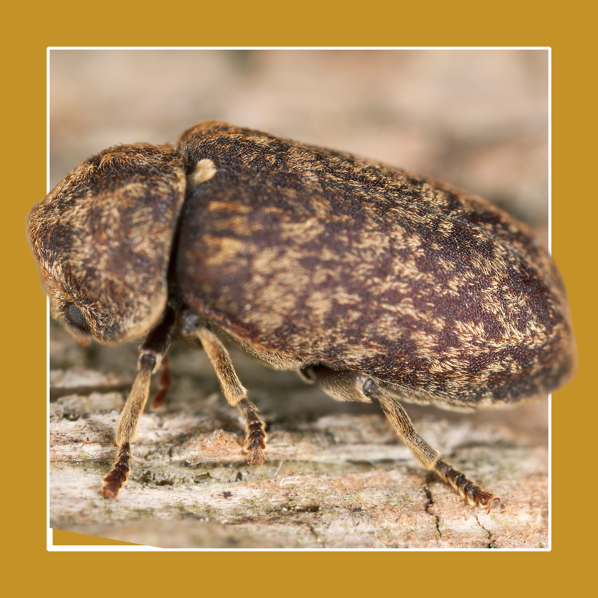 Soluguard Solución Anticarcoma - 500ml -Tratamiento contra la carcoma e insectos xilófagos como la termita y carcoma: Listo para Usar, Incoloro - 6