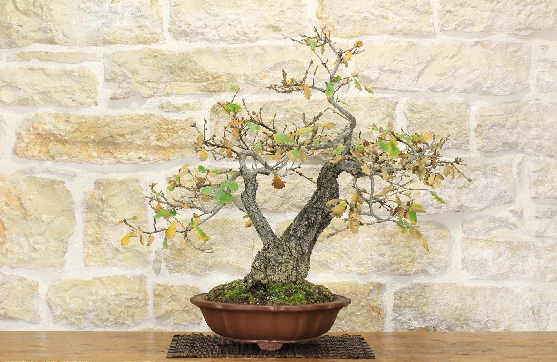 Bonsai di Quercia Roverella (33) | Leroy Merlin