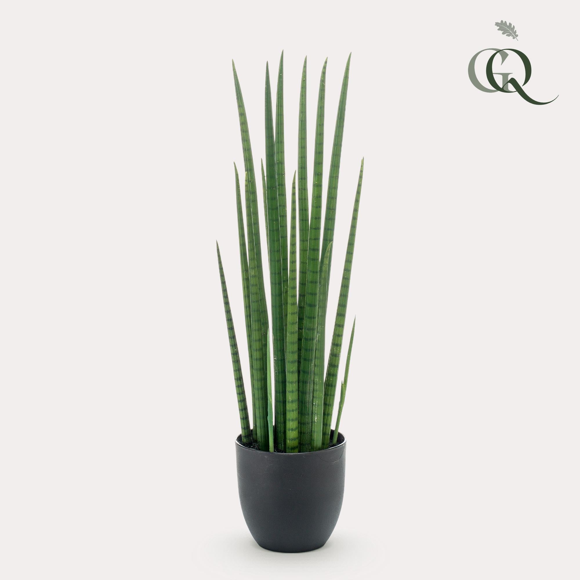 Roślina sztuczna Sanseveria Cylindrica 70 cm – Vrouwentong bez pielęgnacji