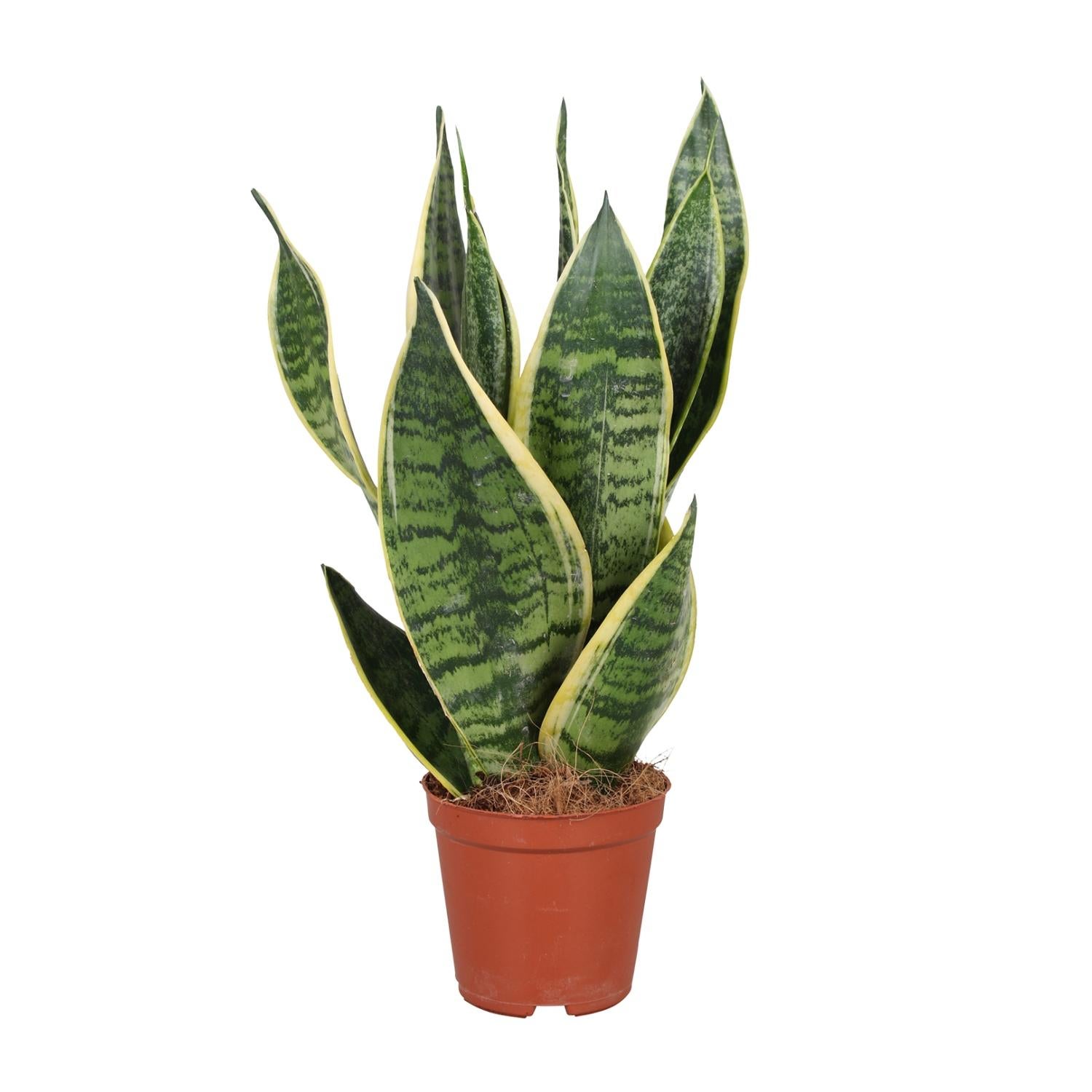 Sansevieria Trifasciata Futura Superba Roślina Doniczkowa - Ø12cm - Wysokość 40cm