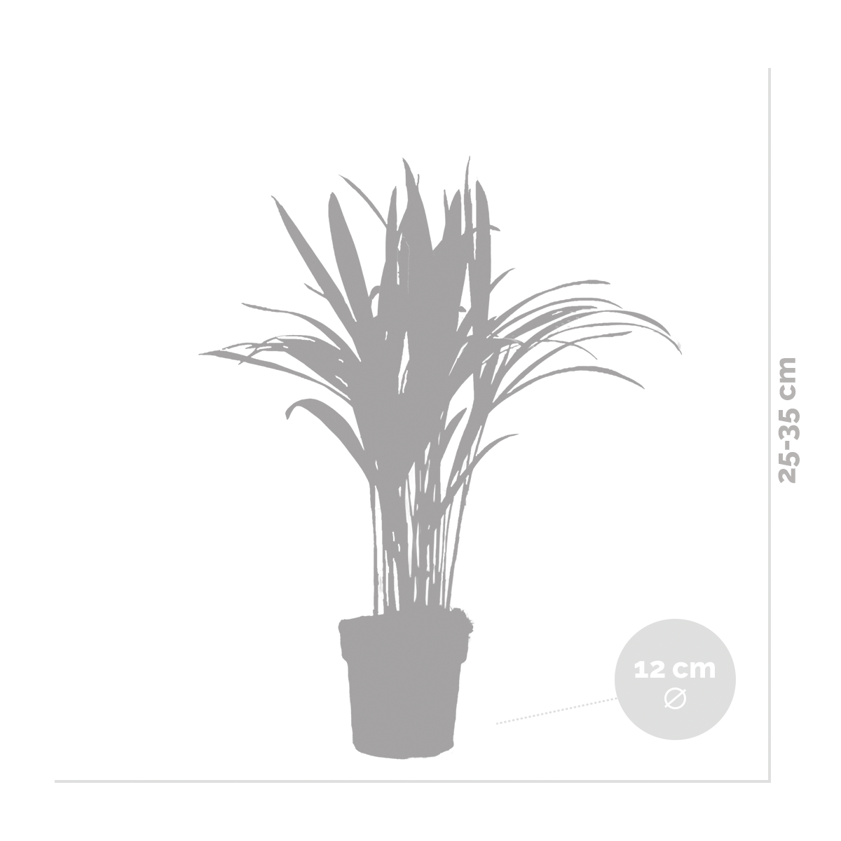 Dypsis Lutescens - Palmier Areca - Plante d’intérieur - Dépolluante - H. 30-40 cm - P. 12 cm - 5
