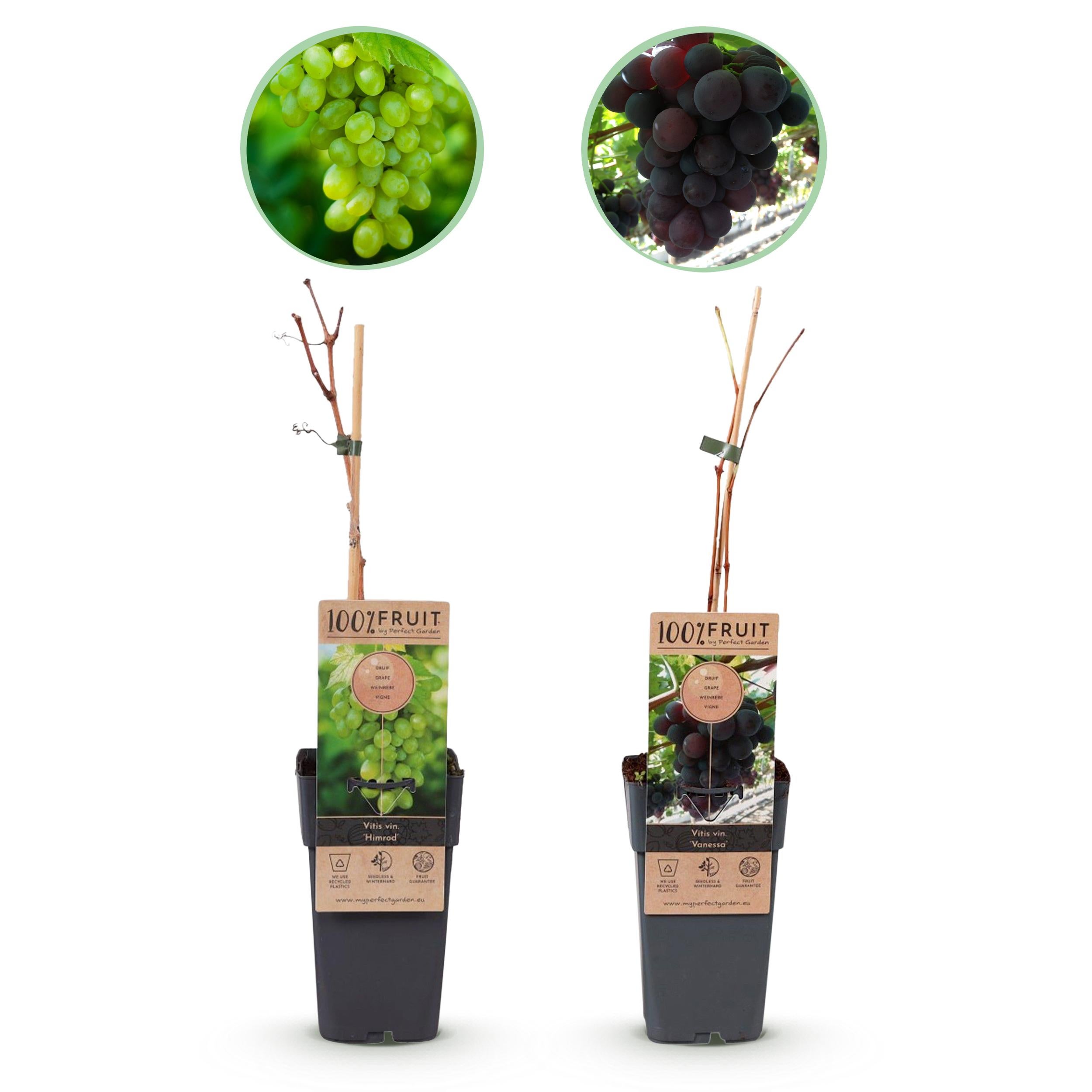 Vitis vinifera Himrod &amp; Vanessa – Winogrona fioletowe i białe – Bezpestkowe – 2 rośliny – Doniczka 15 cm – Wysokość 50 cm