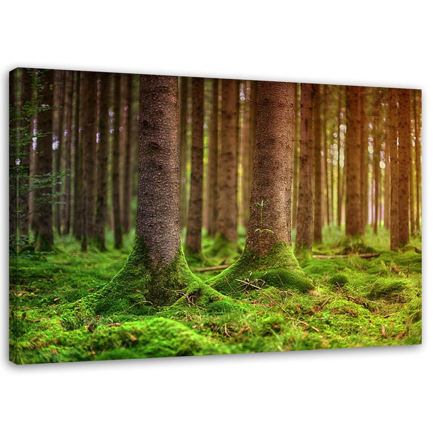 Obraz na płótnie, Las drzewa mech natura 100x70