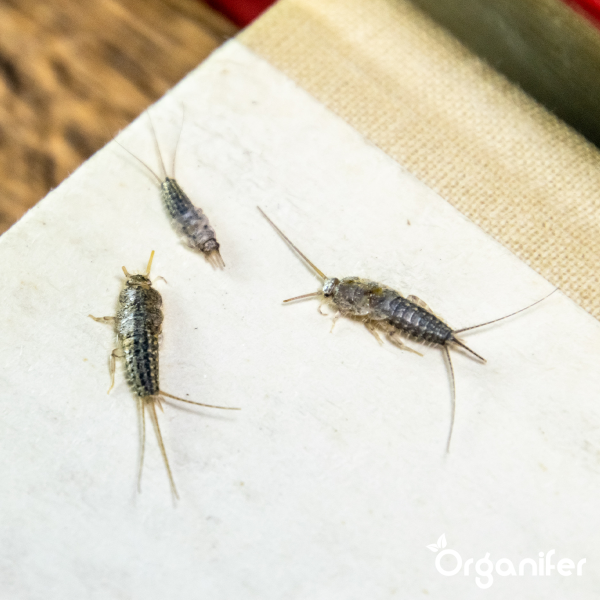 Diatomée Terre - 100% Pure - Poudre Ultra Fine - Sac De 25 Litres - 10 Kg - Organifer - 7