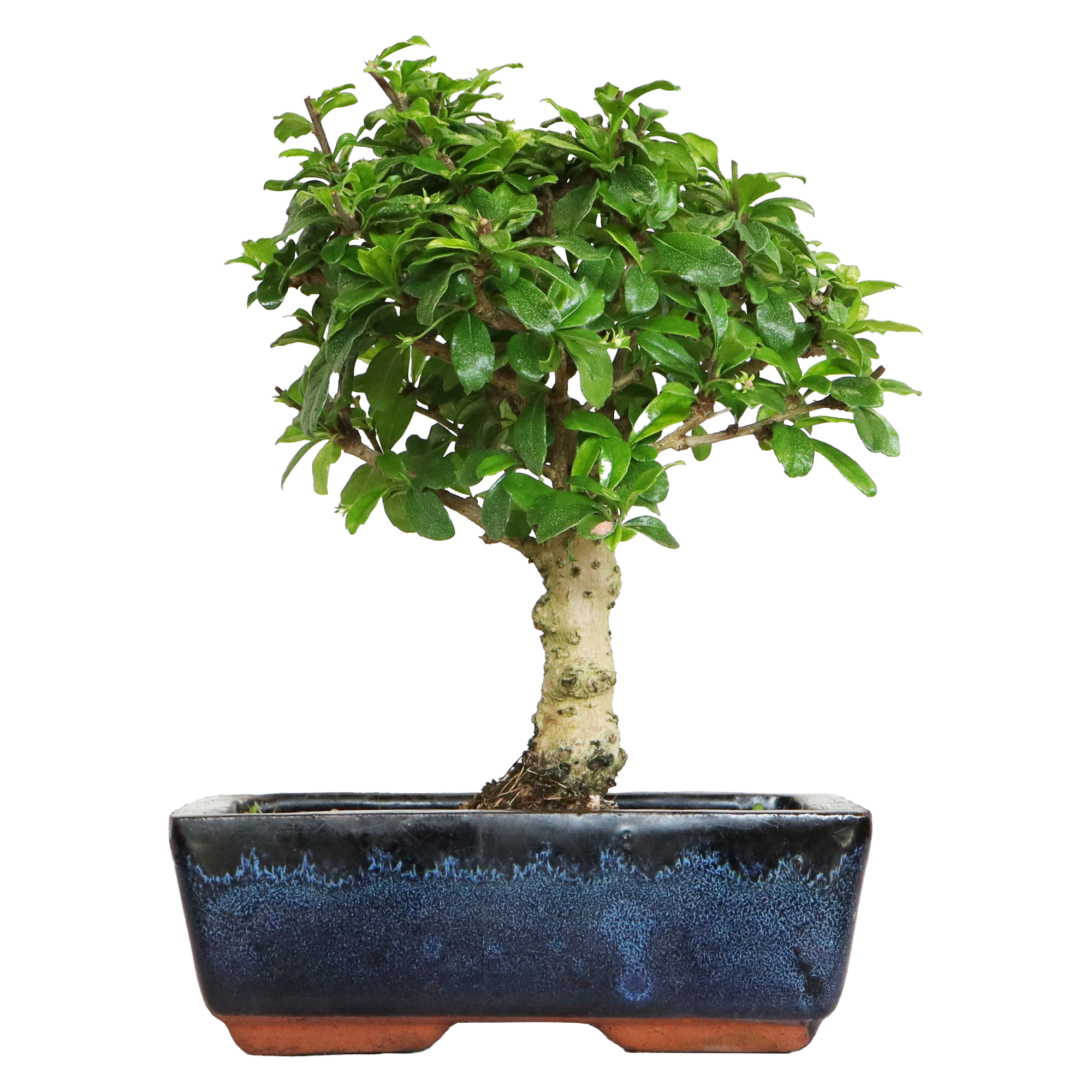 Zanthoxylum Piperitum -poivrier De Sichuan - Mon Bonsai Ne Va Pas Bien