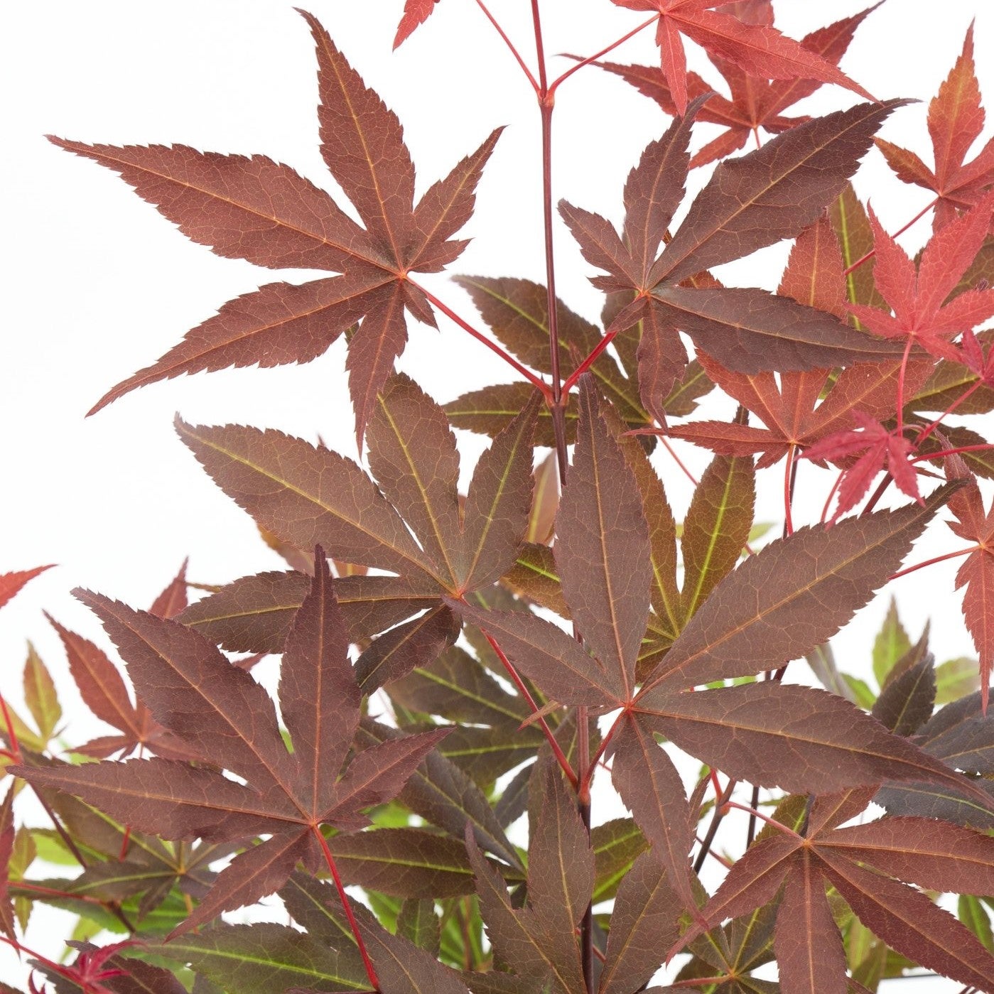 Acer palmatum Atropurpureum - Érable du Japon - Feuillage pourpre - H. 20-30 cm - P. 10,5 cm - 3