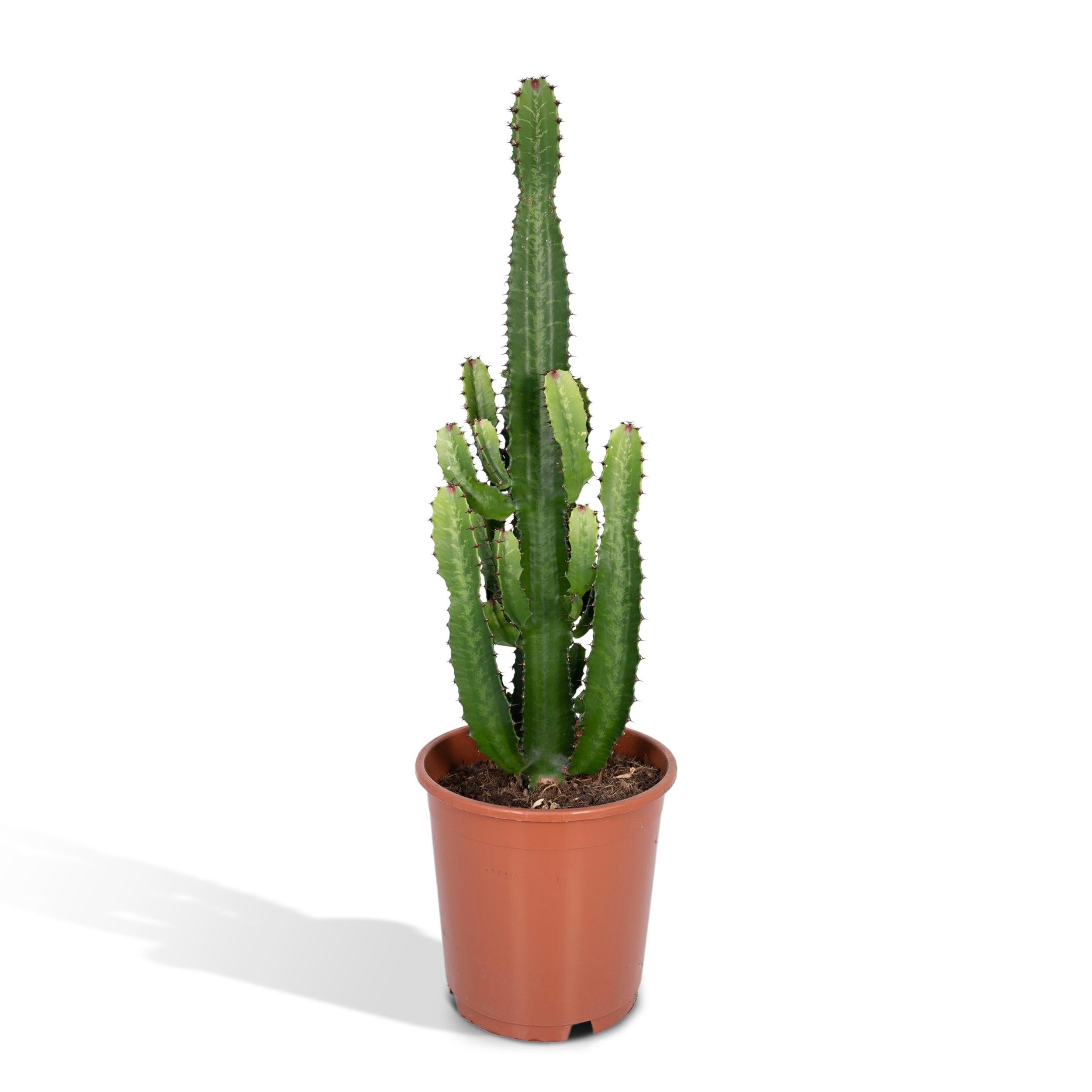 Euphorbia Acrurensis - Roślina sukulent 24 cm - Wysokość 60 cm